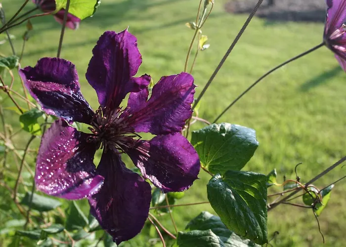 Waldbothgut Lantgård Linz