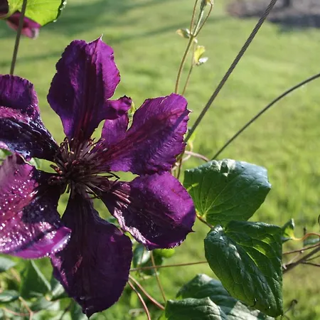 Waldbothgut Farma Linec